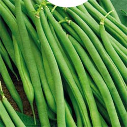 Dwarf French Filet beans Mangetout Argus